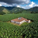 enfokate en las noticias | la clementina de banano a polvora