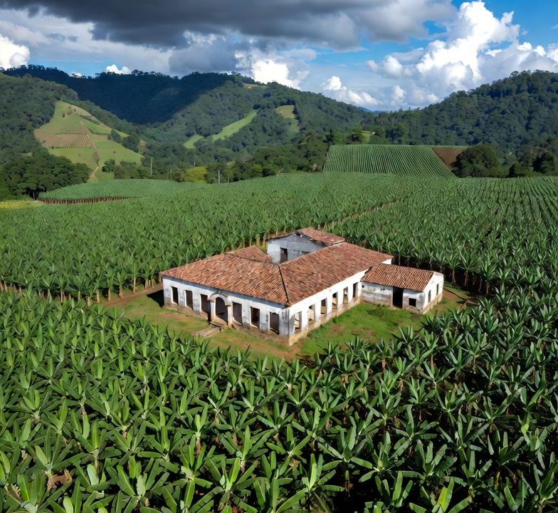 enfokate en las noticias | la clementina de banano a polvora